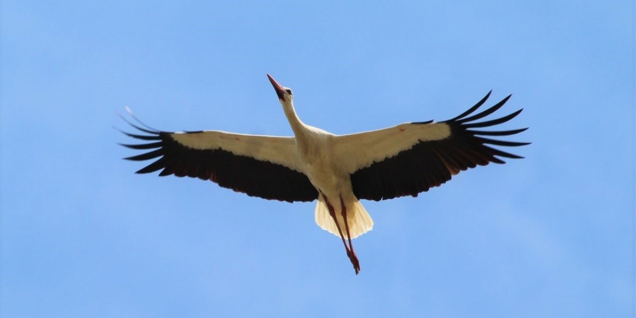 Aydın’da leylek sayımları tamamlandı