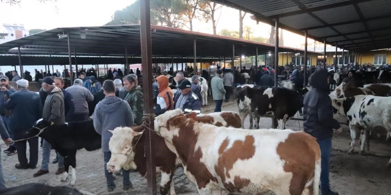 Aydın’da 50 gün aradan sonra hayvan pazarları açıldı