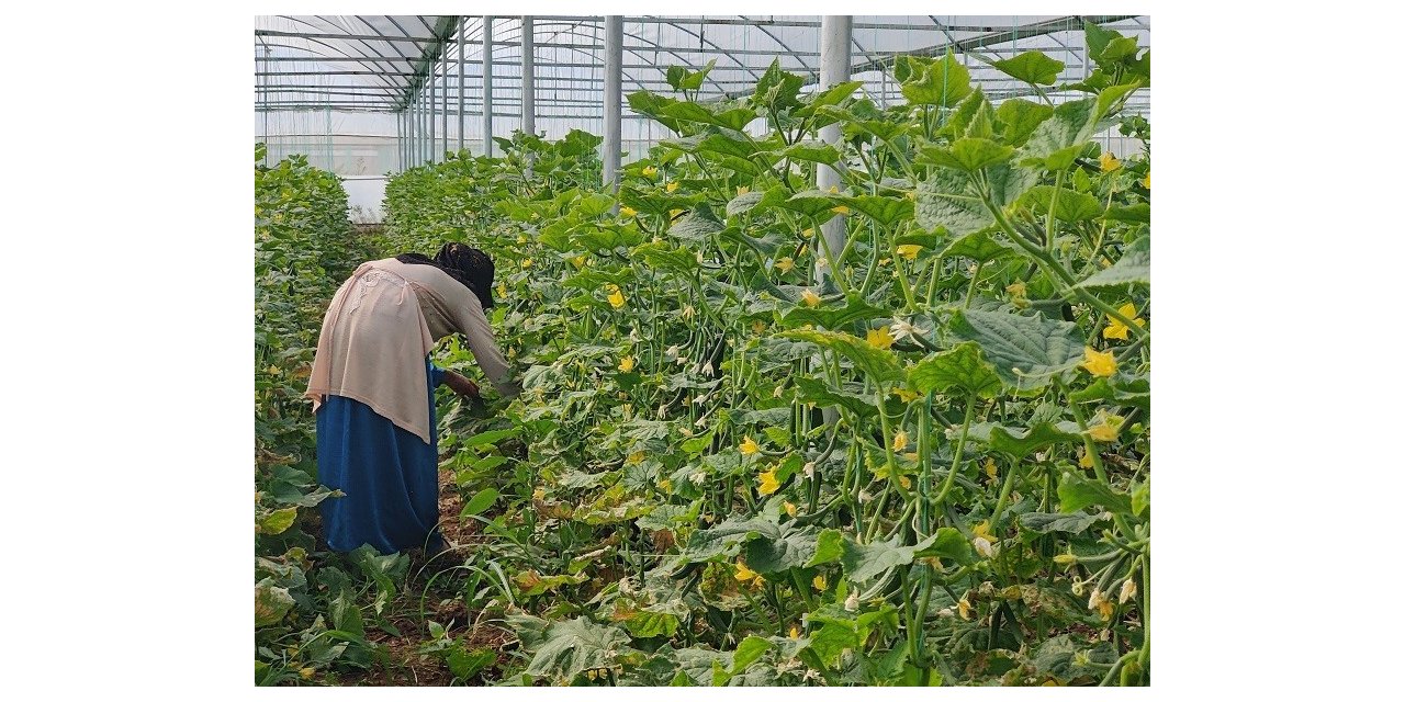 Eyyübiye Sera Kent’te büyüme öncesi hazırlıklar sürüyor