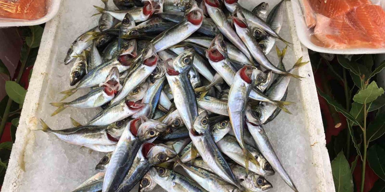 Alaplı’da balık fiyatları yükseldi