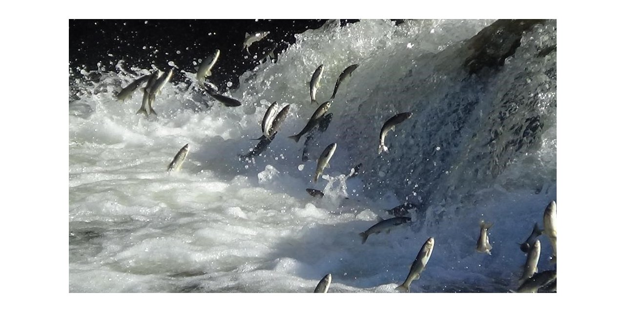 İnci kefalinin muhteşem göçü başlıyor