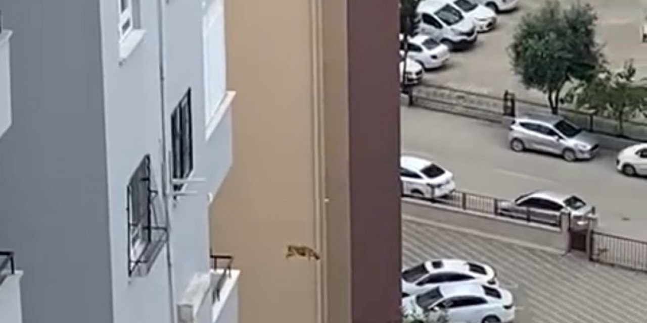 Ağır hasarlı binada kurtarılmak istenen kedi korkup aşağı atladı