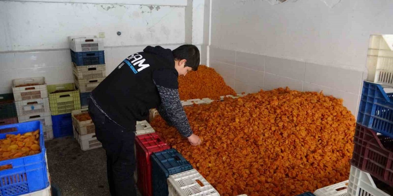 Kuru kayısı ihracatı depreme rağmen arttı