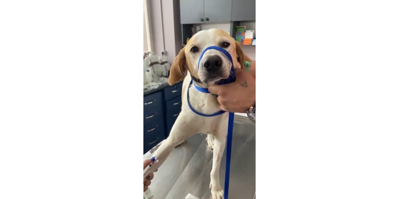 Gelibolu’da kanserli sokak köpeğinin yardımına hayvanseverler koştu