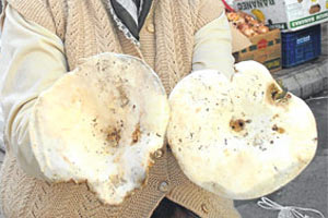 Bu mantarı yiyen kurtarılamıyor!