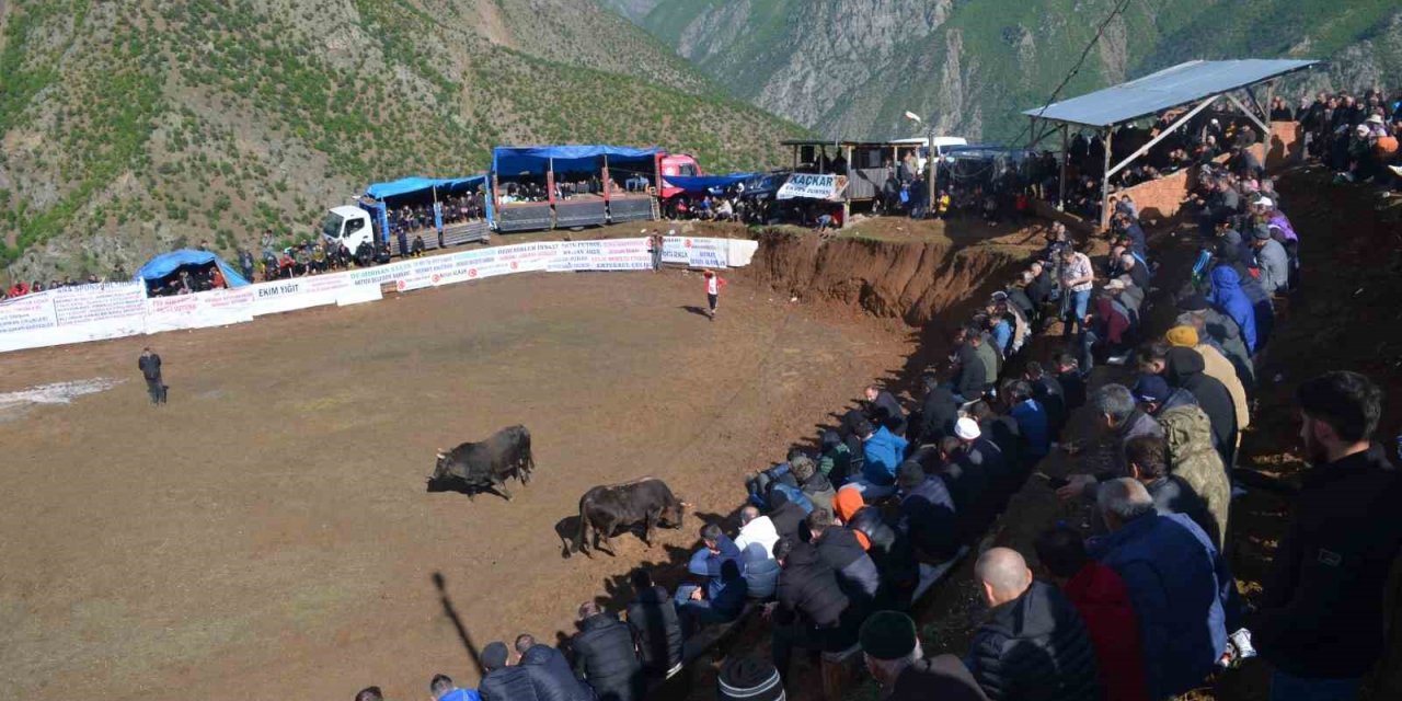 Artvin’de boğa güreşleri festivalleri başladı