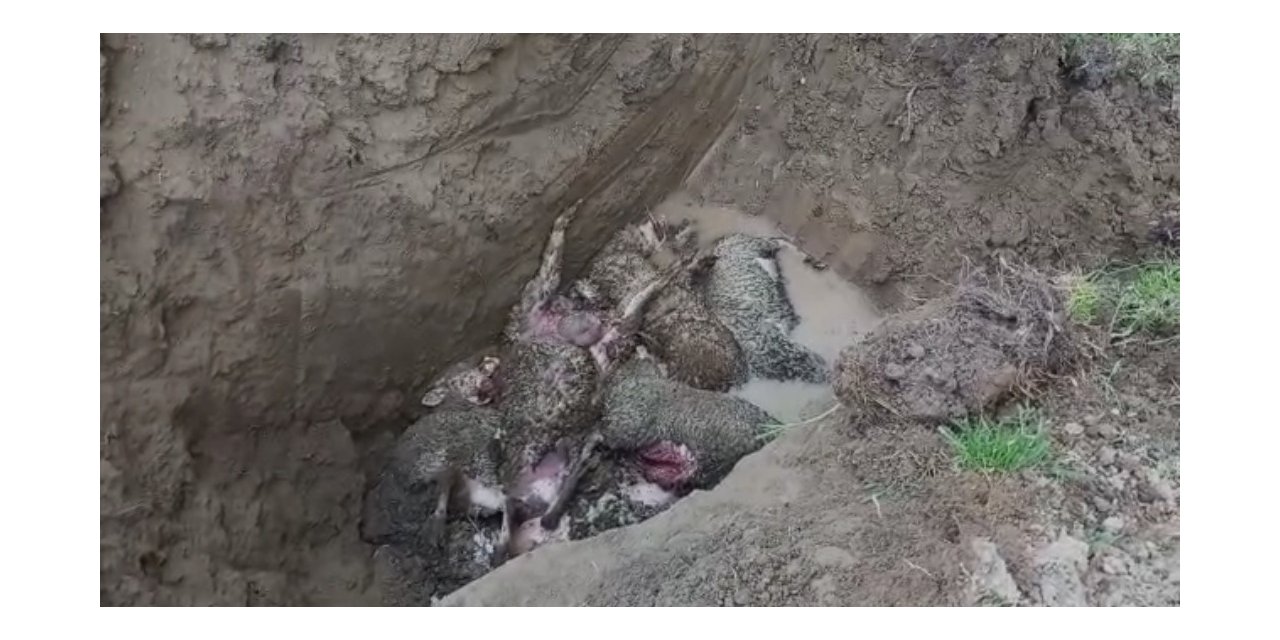 Ağıla giren kurt 10 koyunu telef etti