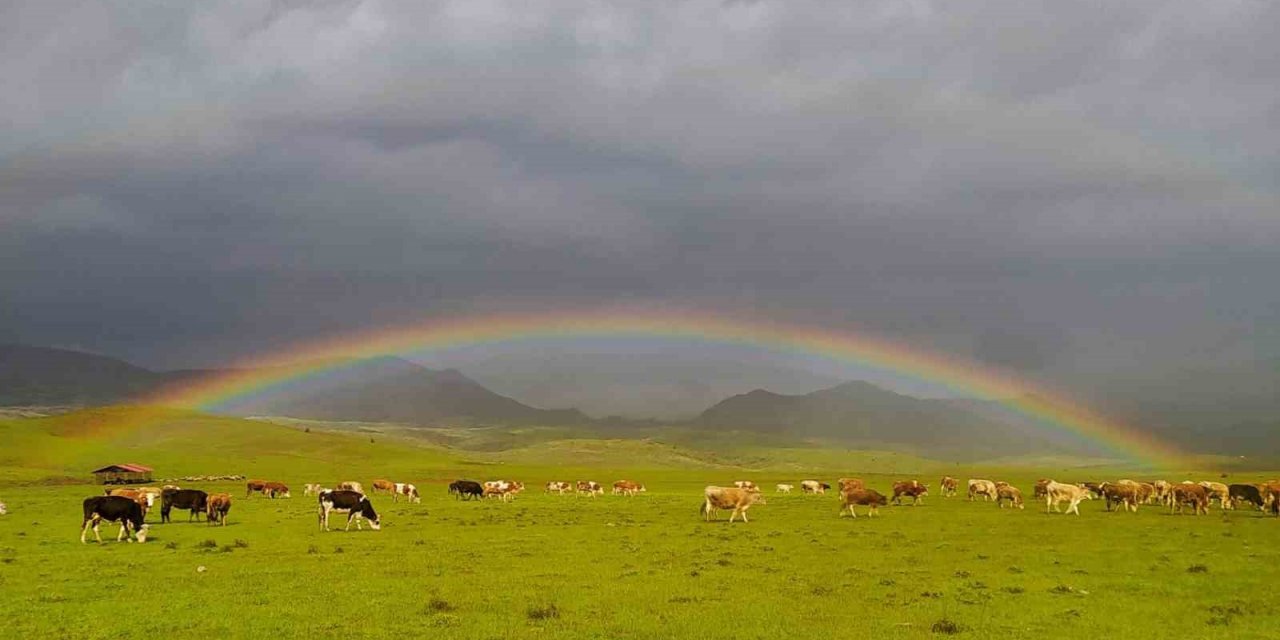 Merada otlayan hayvanlarla bütünleşen gökkuşağı mest etti
