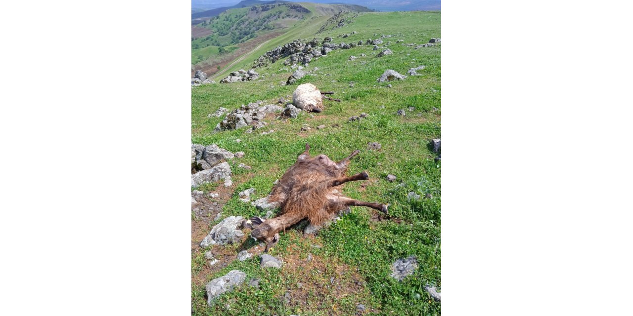 Batman’da çoban ve sürüsüne yıldırım çarptı