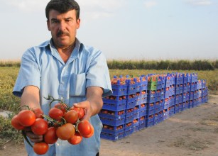 Yerli 'Likopen' domatesler yok satıyor