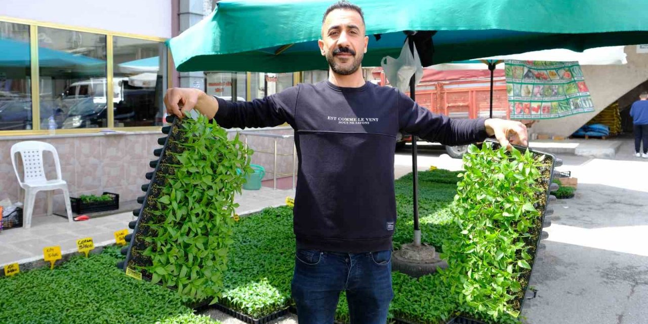 Yılın ilk fideleri seralardan tezgahlara taşındı