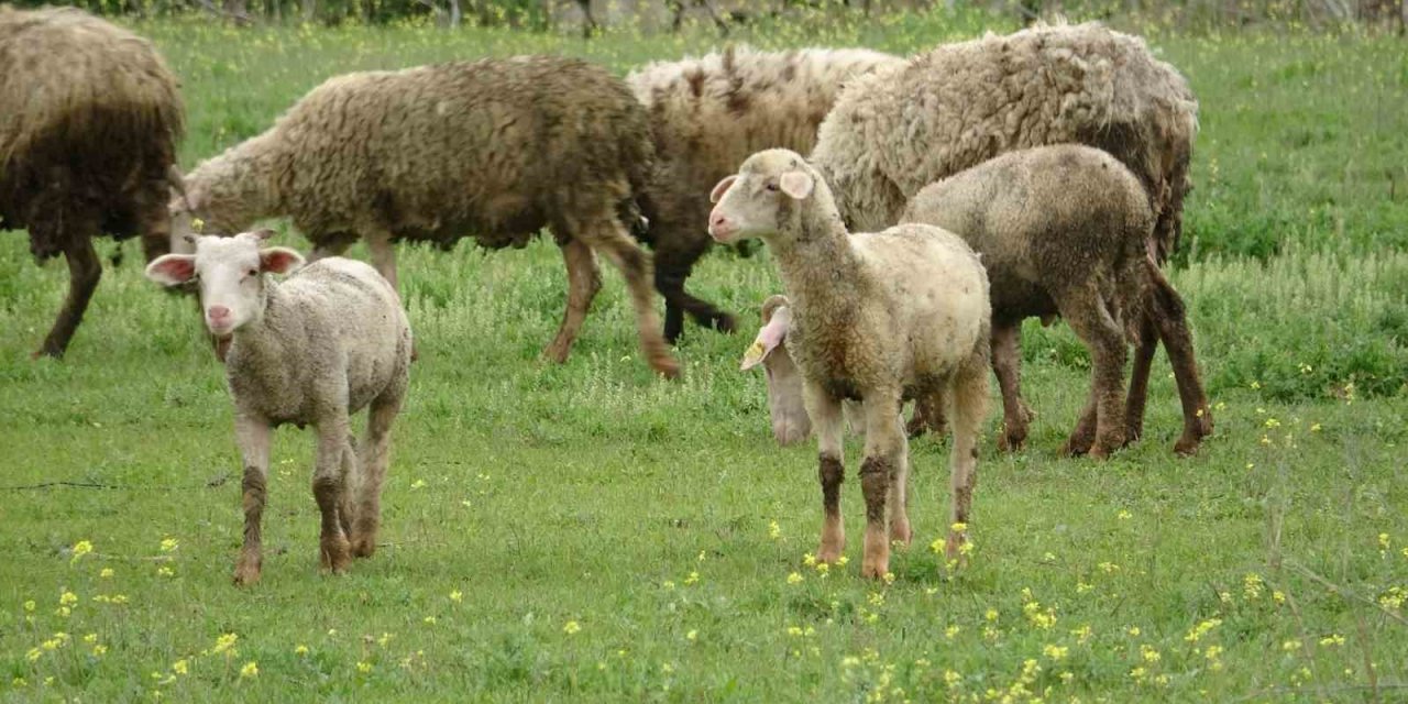 Baharla birlikte meralar koyun ve kuzularla buluştu
