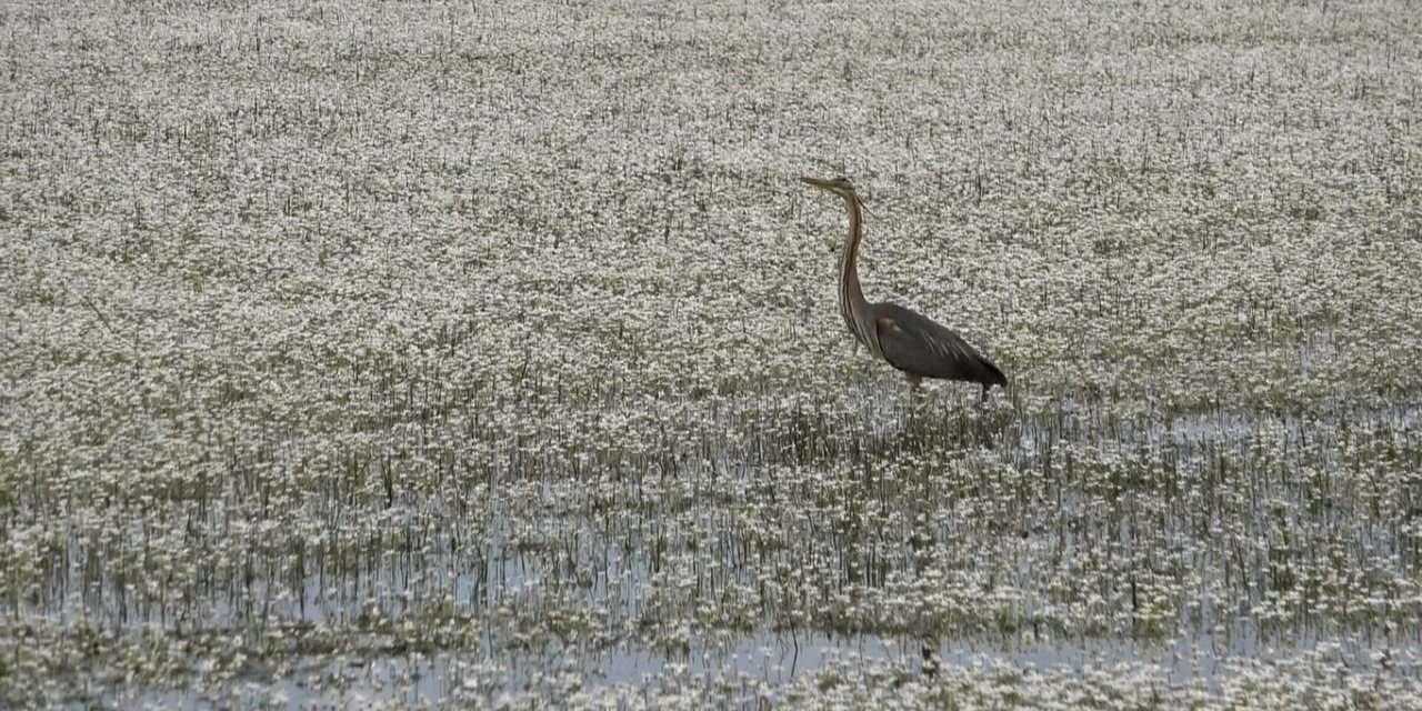 Kuş Cenneti’nde papatya güzelliği