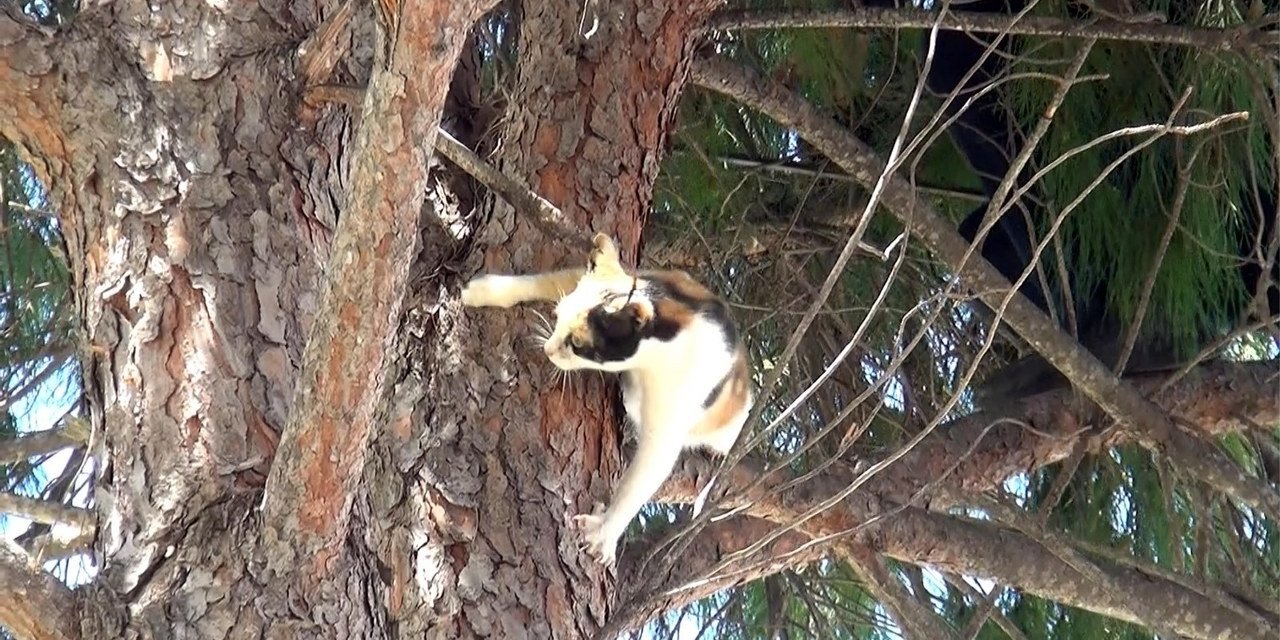 İtfaiye müdürlüğü bahçesindeki ağaçta kedi kurtarma operasyonu