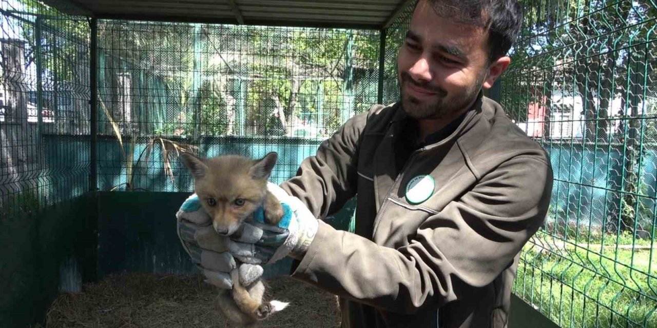 Yol yapım çalışması sırasında bulunan yavru tilki koruma altına alındı