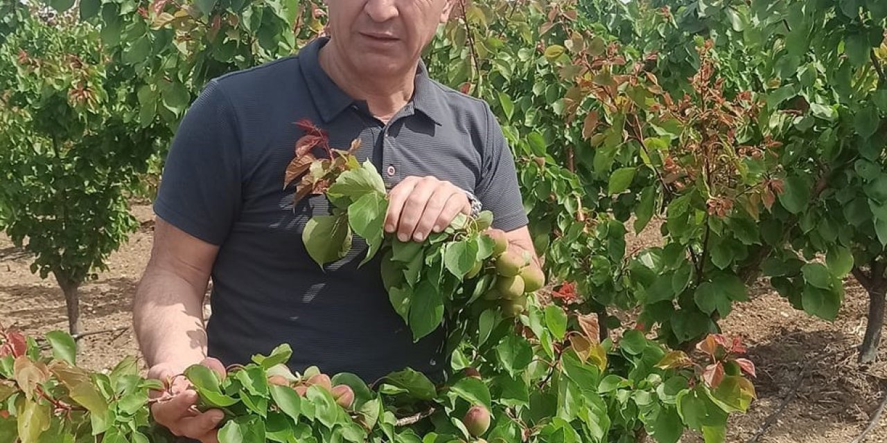 Erkenci kayısılarda Akdeniz sineği kontrolleri yapıldı