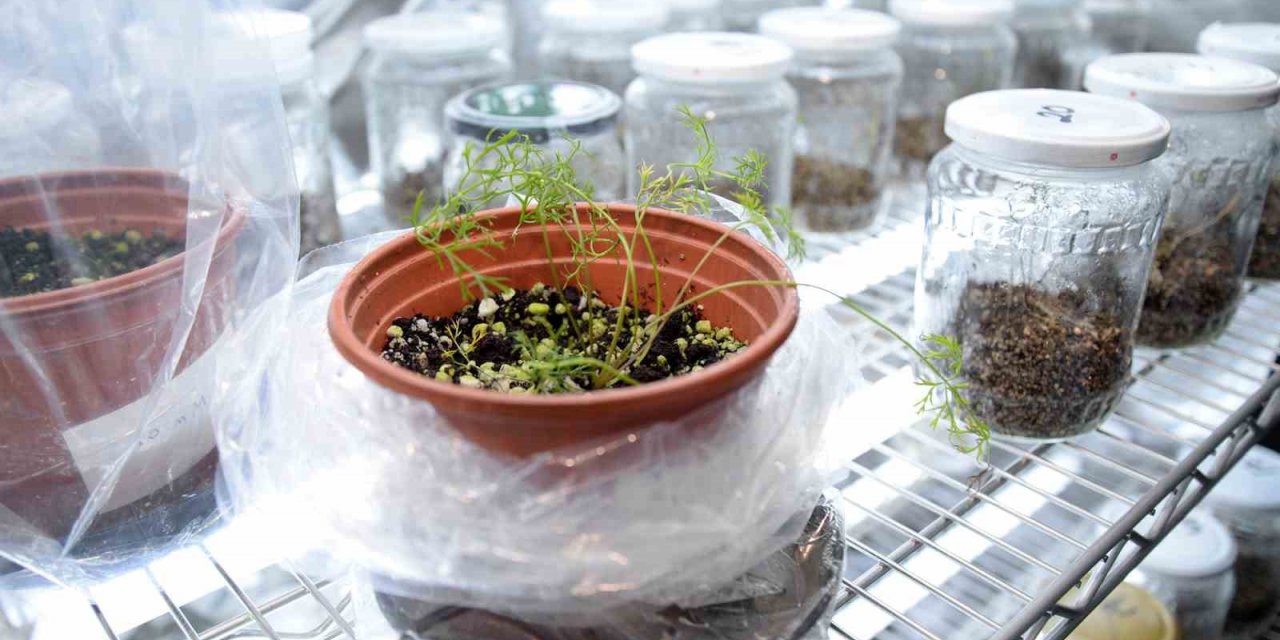 Genom düzenleme teknolojisi havuçta başarıyla uygulandı