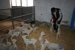 Gönen'de sonbahar kuzuları