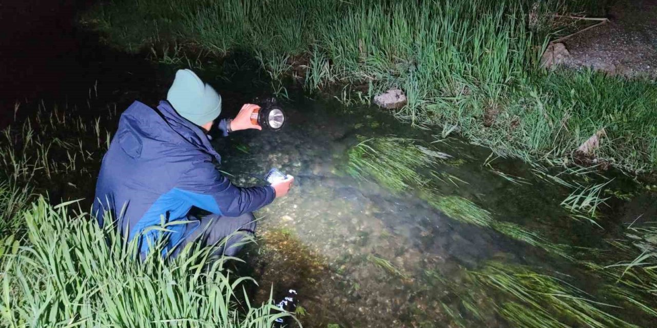 İnci kefallerinin eşsiz gece yolculuğu başladı