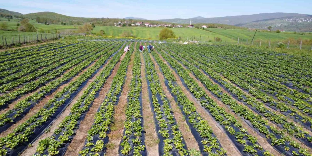 Bu çilek yok satıyor