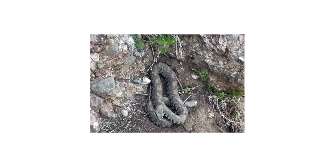 Yüksekova’da engerek yılanı görüntülendi