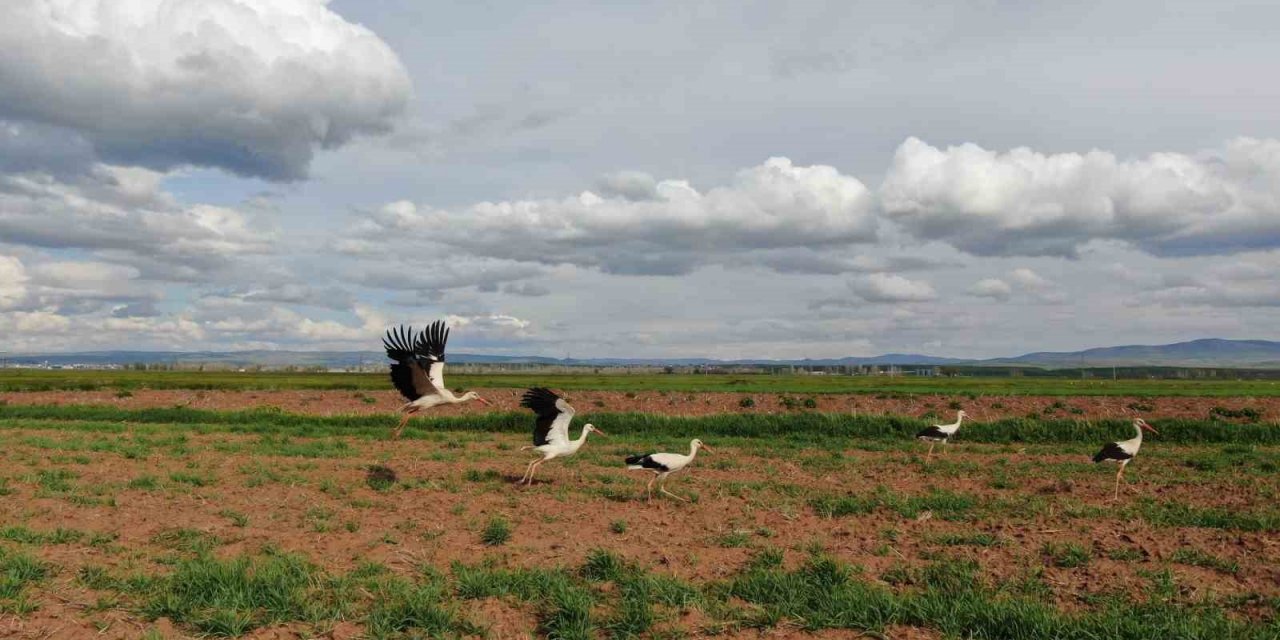 Doğada sürü halinde gezen leylekler dikkat çekti