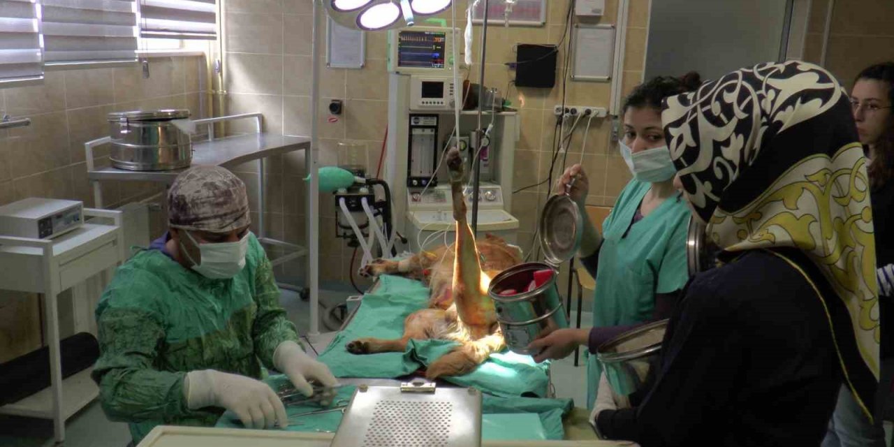 2023’ün ilk çeyreğinde büyükbaş hasta sayısı düştü