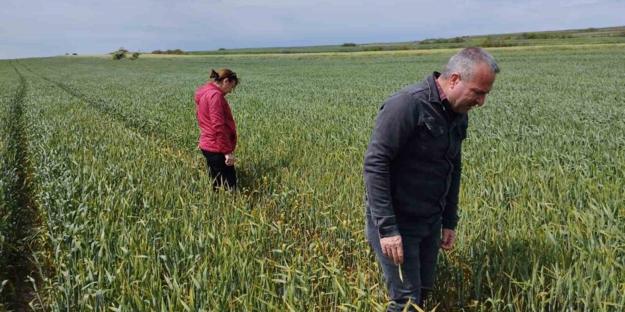 İlçe Tarım Müdürlüğü çiftçileri ’sarı pas’ hastalığına karşı uyardı