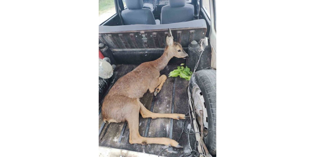 Yaralı karacayı jandarma kurtardı