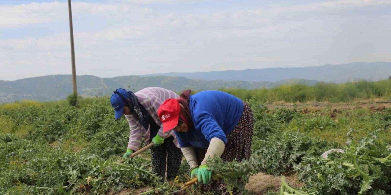 Efeler’in şevketibostanları için hasat zamanı