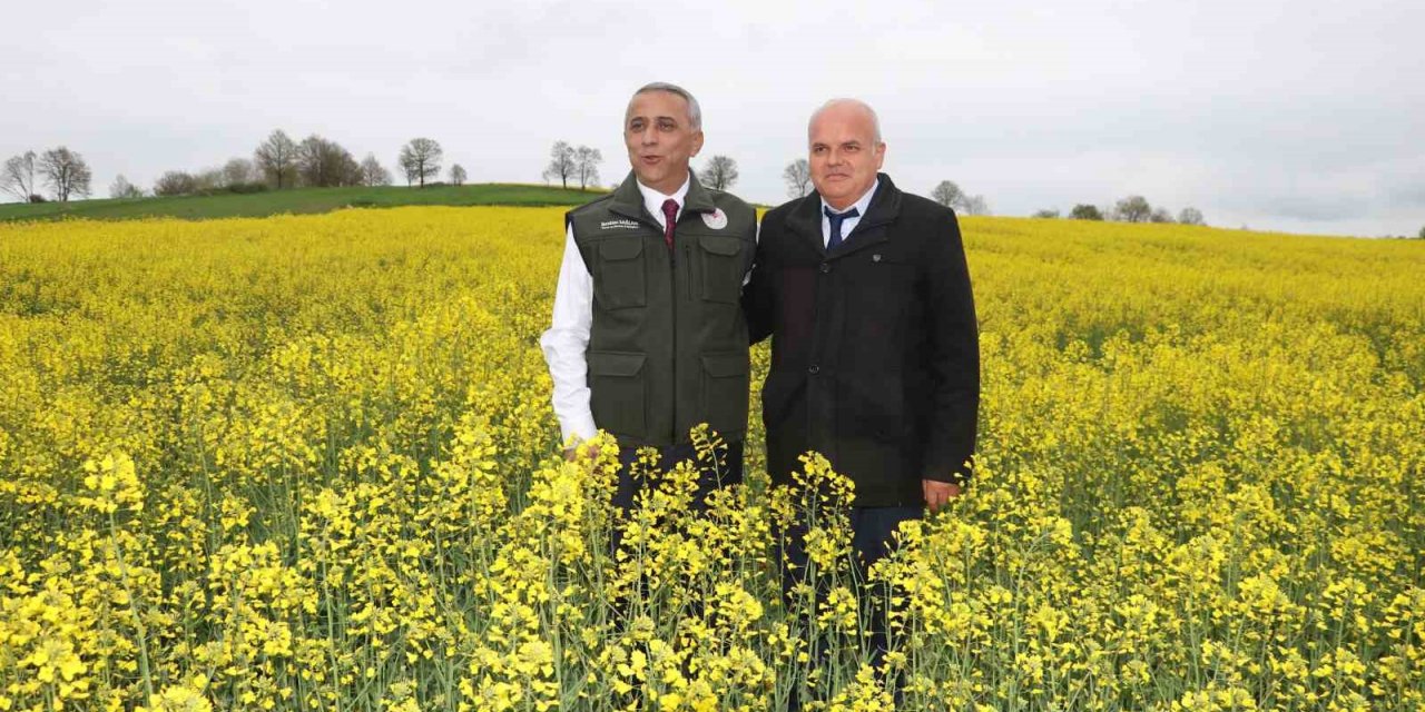 Kanolada ‘bakla zınnı’ mücadelesi