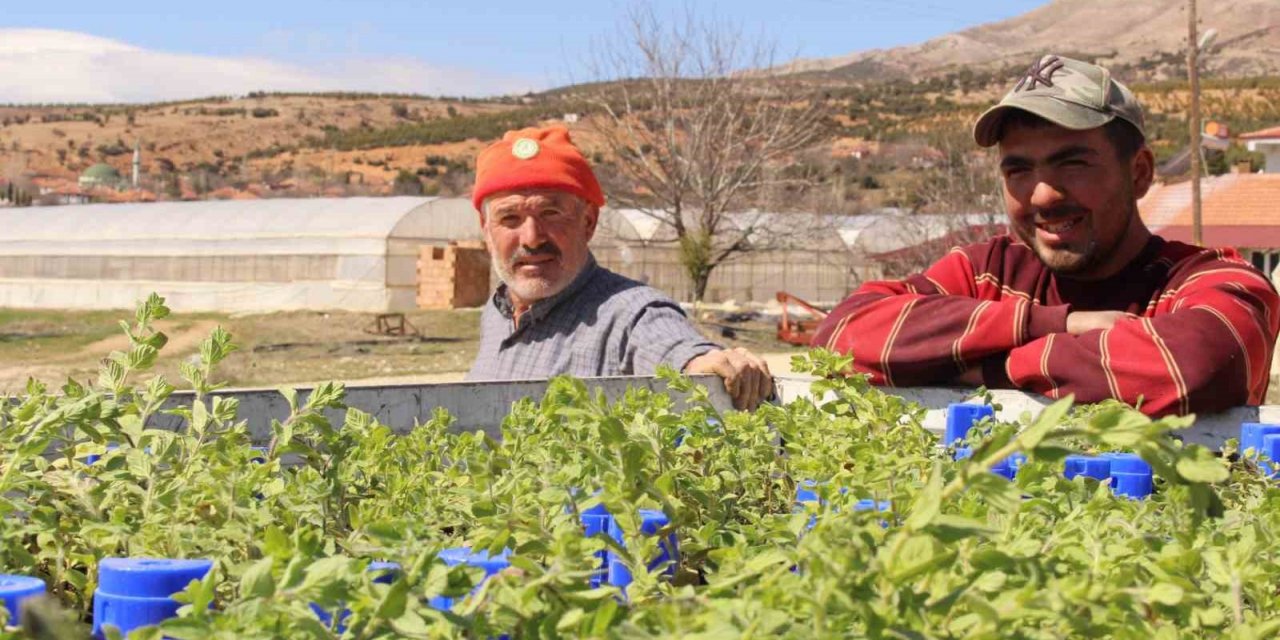 Büyükşehirin hibe ettiği, Antep fıstığı ve kekikler Elmalı’da toprakla buluştu