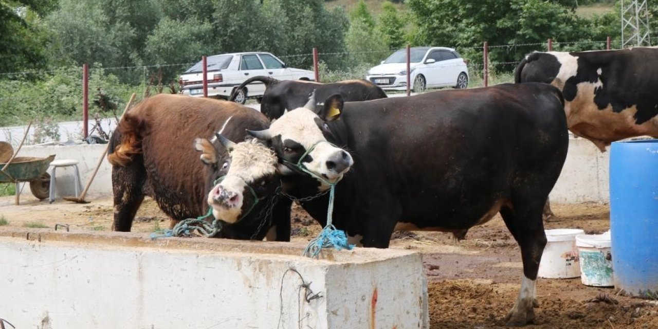 Samsun Hayvan Sağlık Zabıtası Komisyonu kararı: Hayvan pazarı satış yerleri kapalı tutulacak