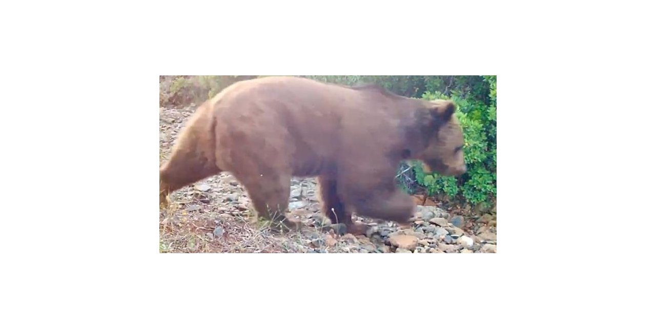 Marmaris’te yangınlardan sonra ilk defa bir bozayı fotokapanla görüntülendi