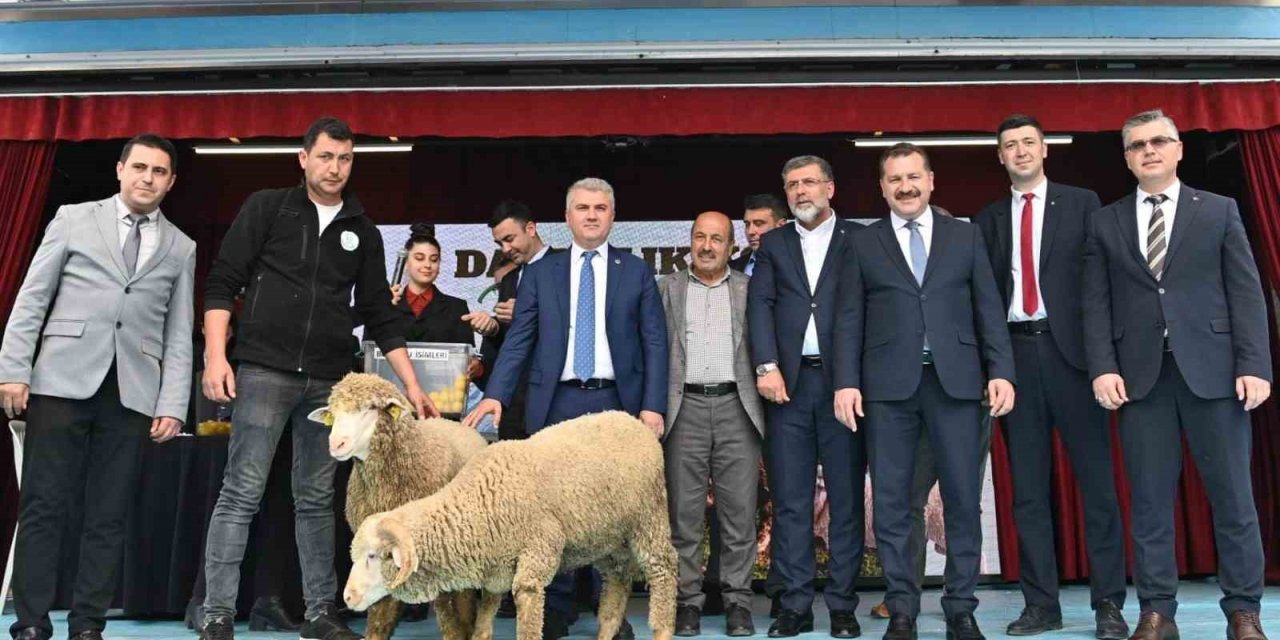 41 damızlık koç sahibini buldu
