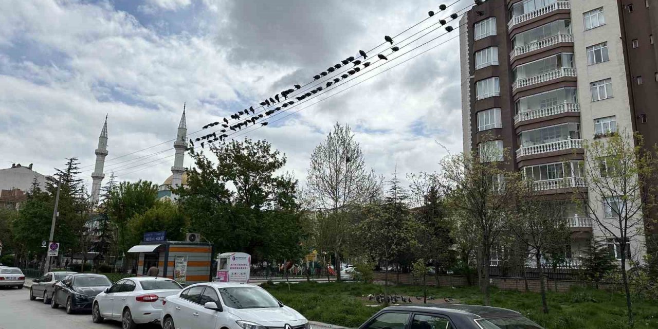 Kuşların ekmek büfesi yanında kırıntı nöbeti