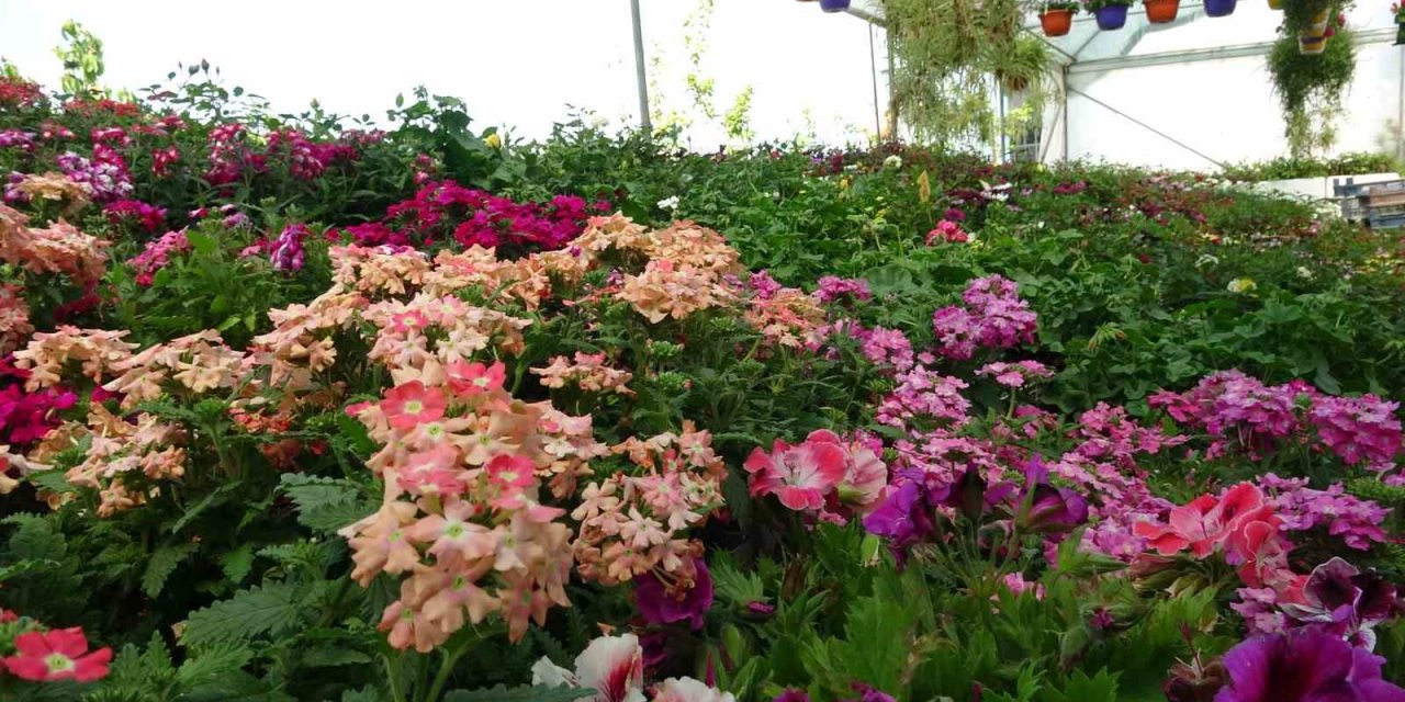 Rengarenk çiçekler tezgahları süslüyor