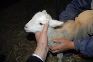 Konya'da kuzu boynuzuyla doğdu