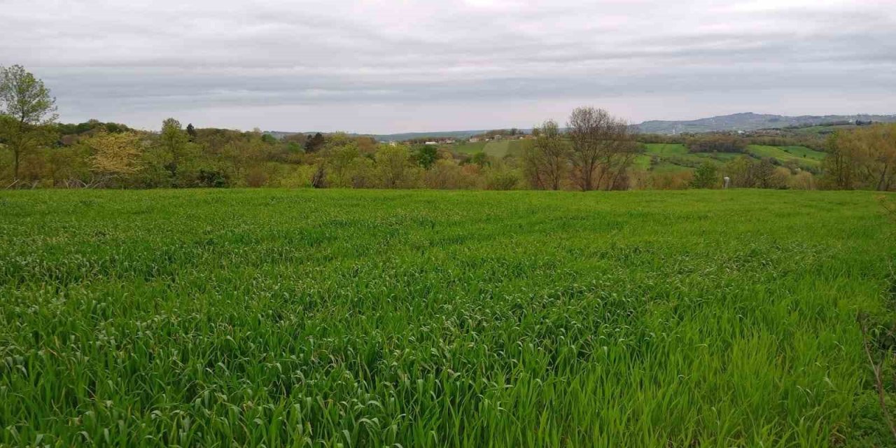 Sinoplu ziraat mühendisi uyardı: “Yanlış buğday tohumu seçimi ilaç kullanmak zorunda bırakıyor”