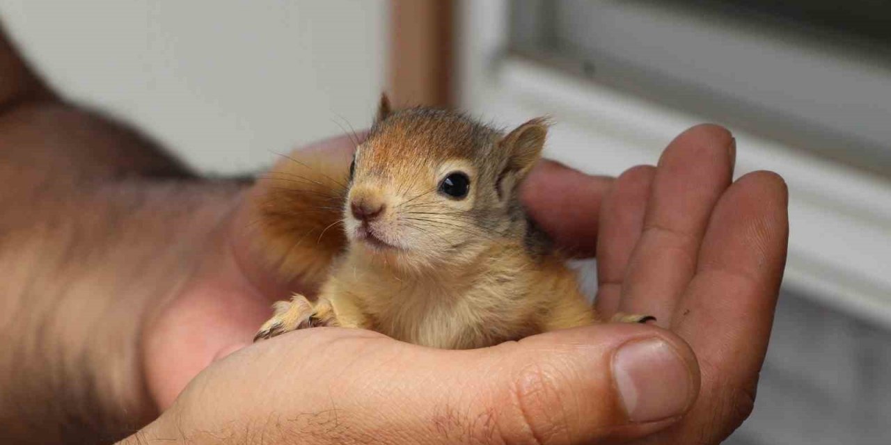 Tedavileri tamamlanan sincaplar doğaya bırakıldı