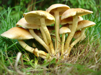 Bu 10 tür mantar öldürüyor