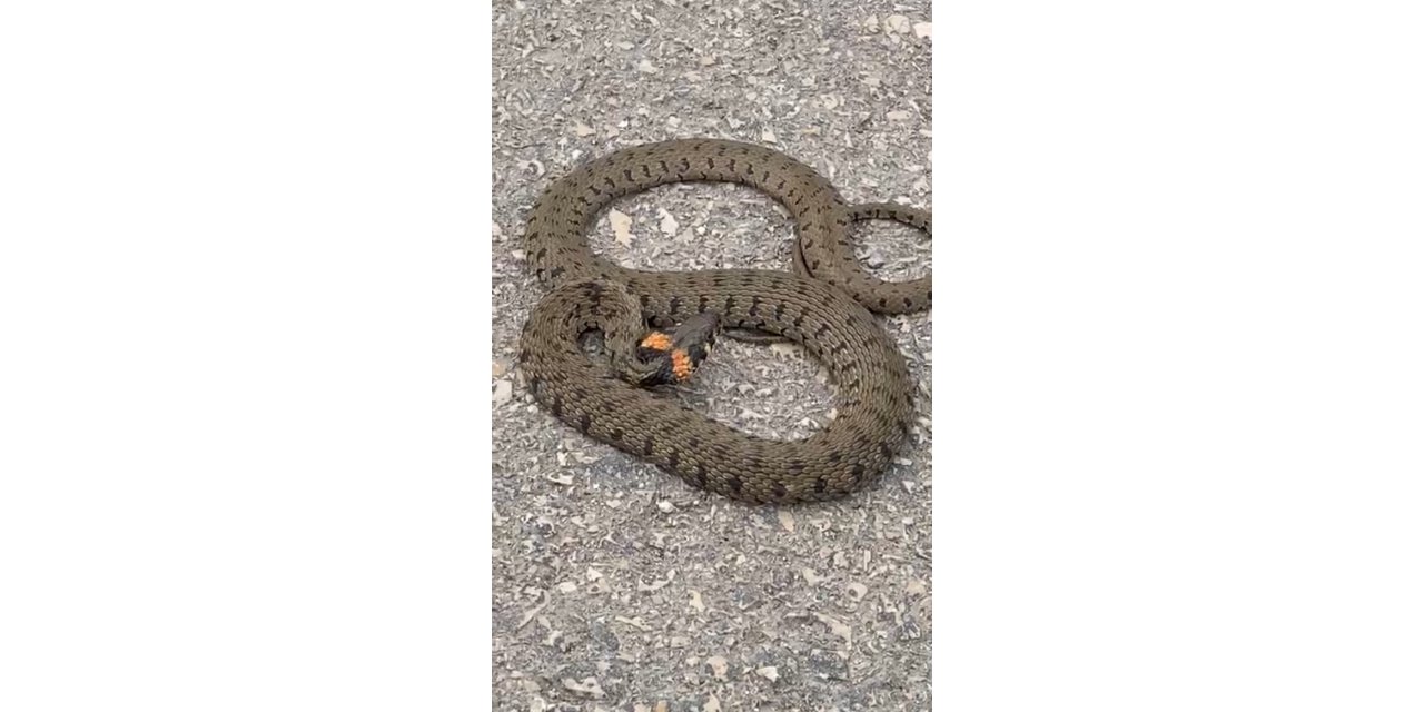 Kastamonu’da şehir merkezinde görülen yılan vatandaşlar tarafından görüntülendi