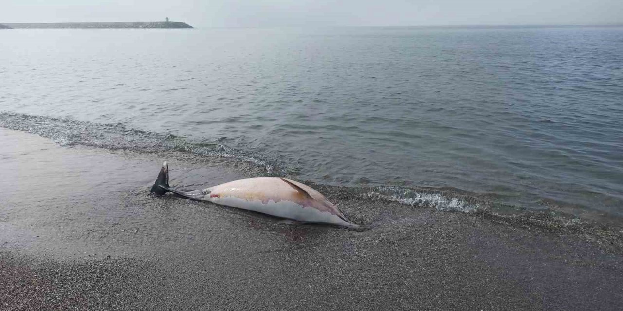 Samsun sahiline ölü yunus vurdu