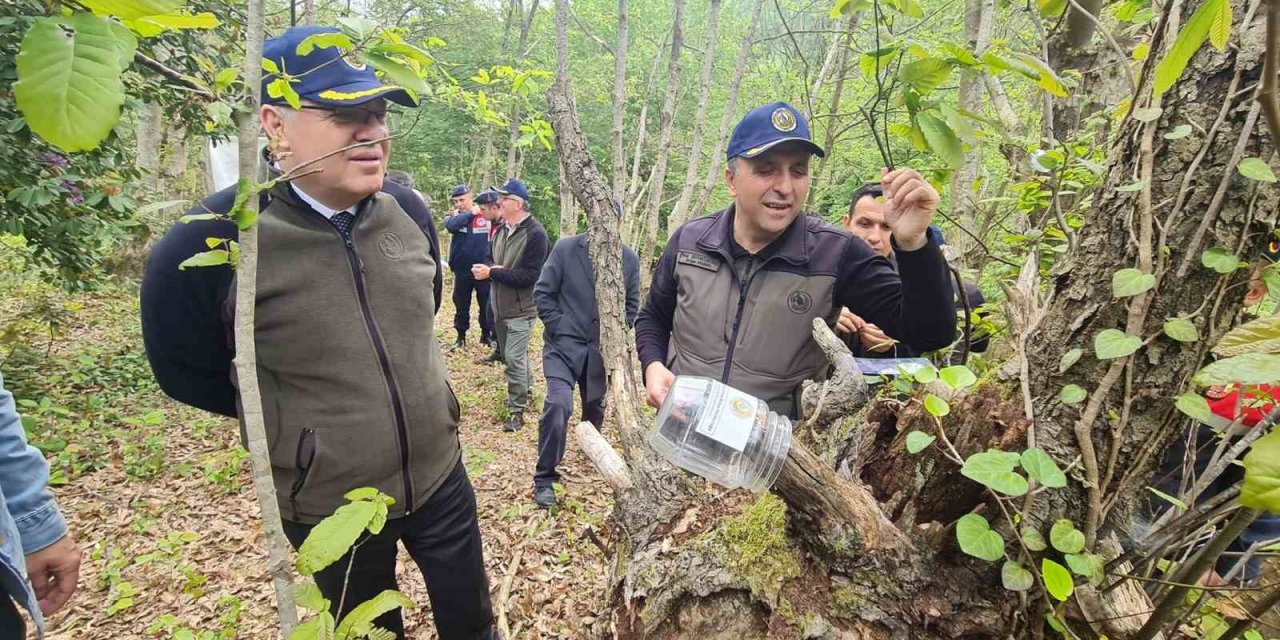 Gal arısıyla mücadelede "Torymus sinensis" böceğini doğaya saldılar