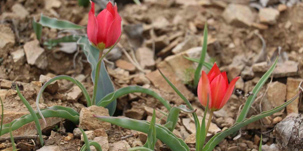 Yılda 15 gün görülen “dağ lalesi” görenleri hayran bırakıyor