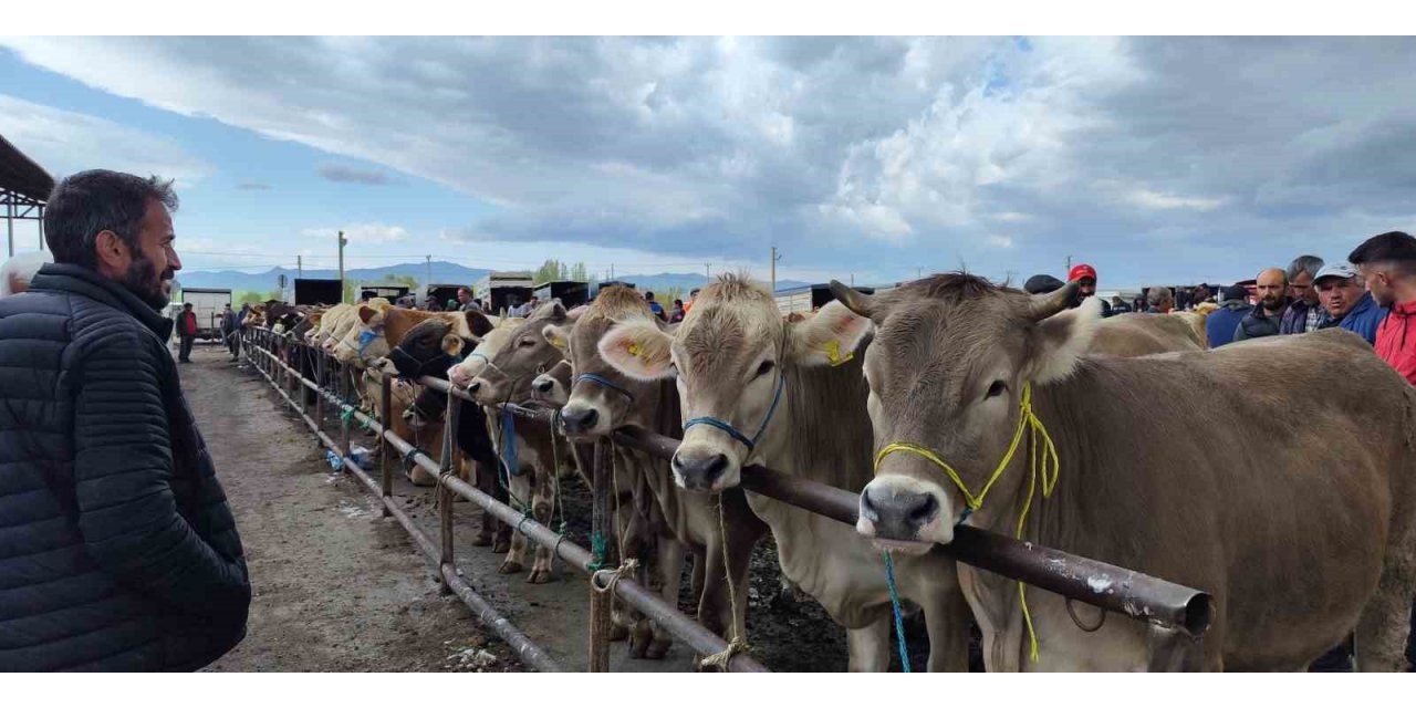 Türkiye’nin en büyük hayvan pazarı yeniden açıldı