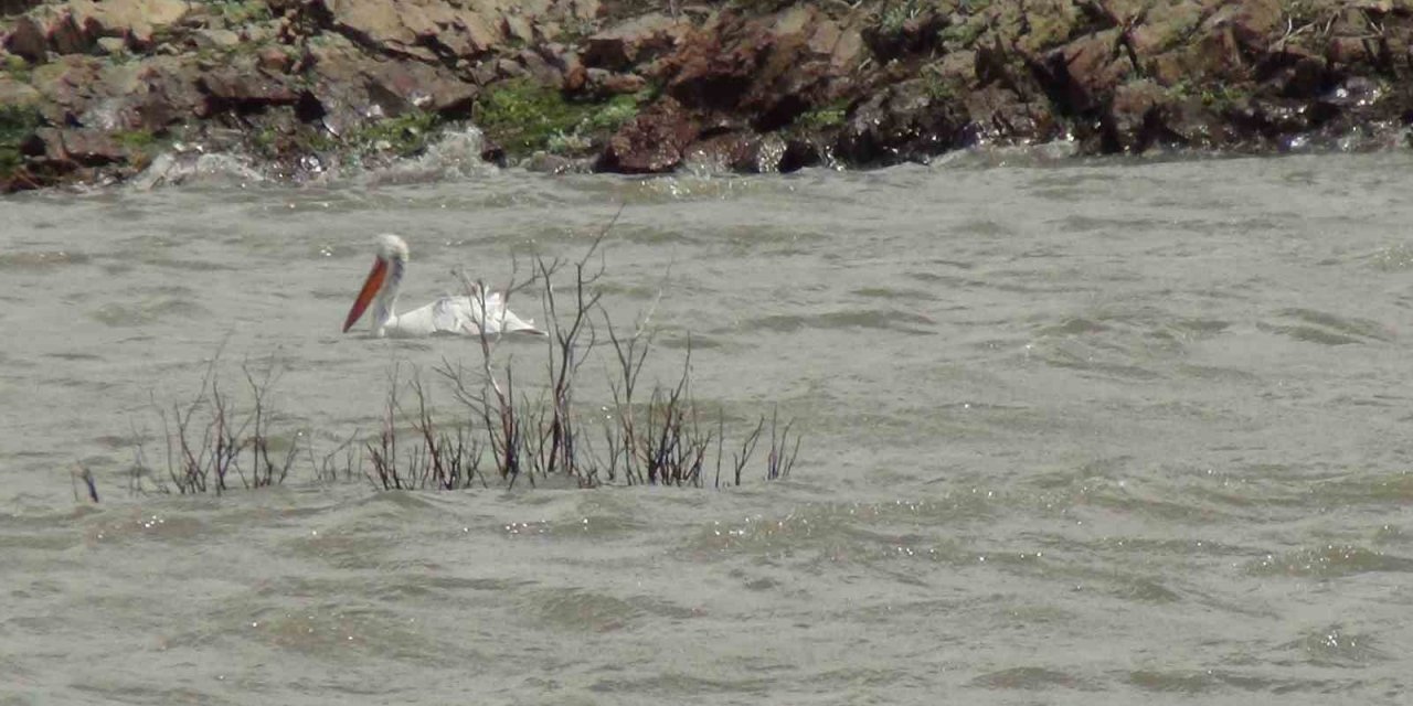 Pelikan ailesi Kars Barajı’nda görüntülendi