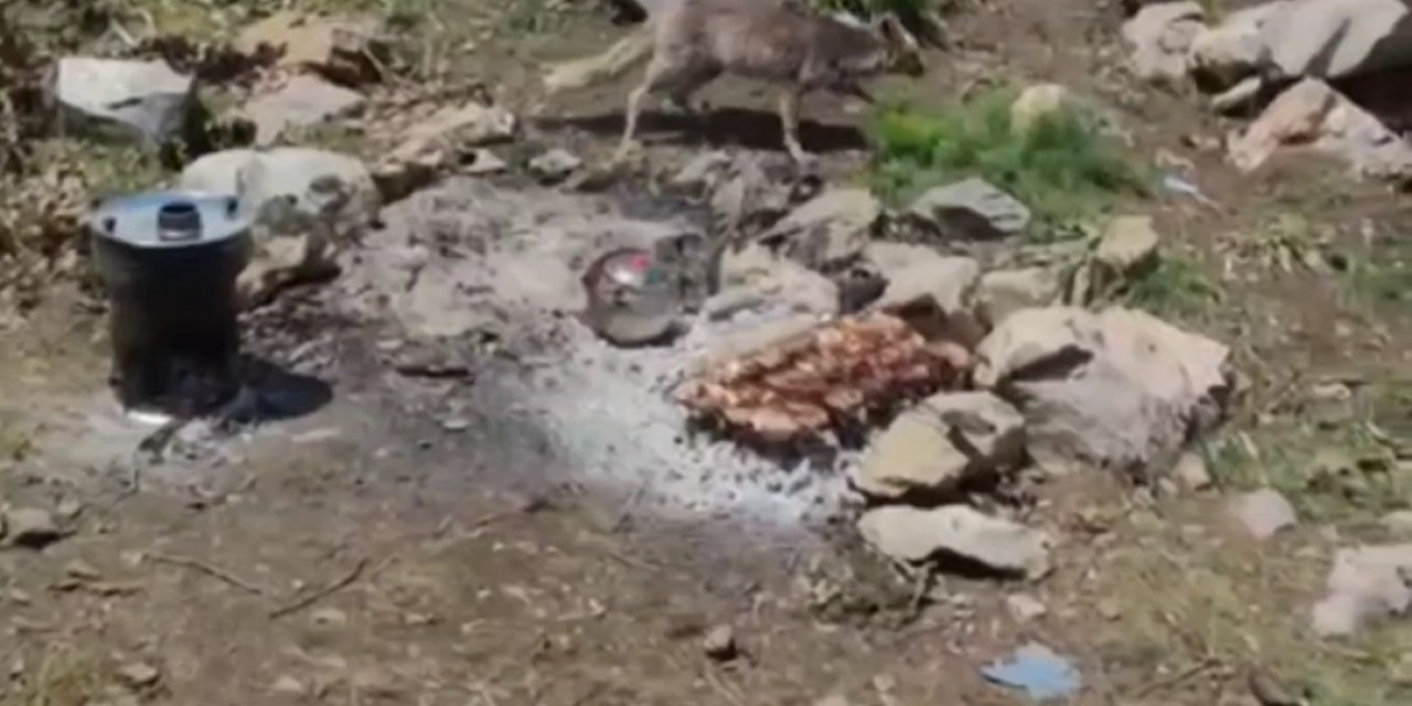 Davetsiz misafir: Aç kalan tilki piknikçilerin yemeğini yedi