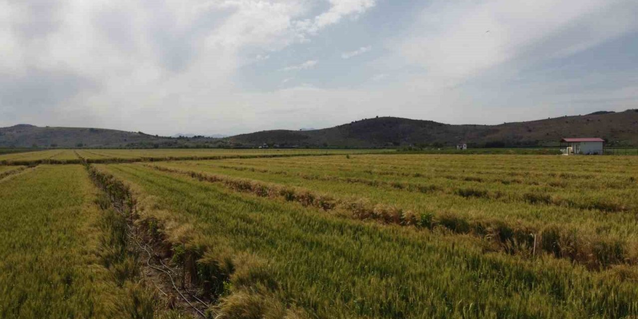 Çukurova’da yağışlarla yüzü gülen üretici hasat için gün sayıyor