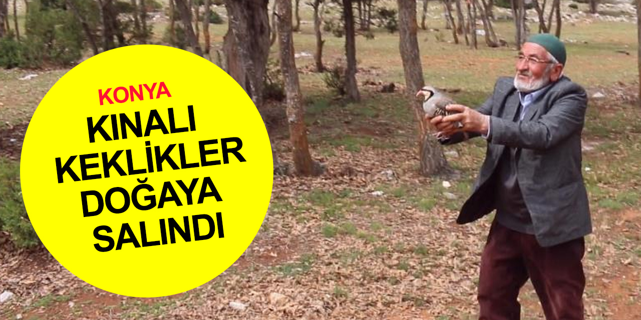 Konya’da tabiatta dengeye katkı! Kınalı keklikler 10 farklı noktada doğaya salındı